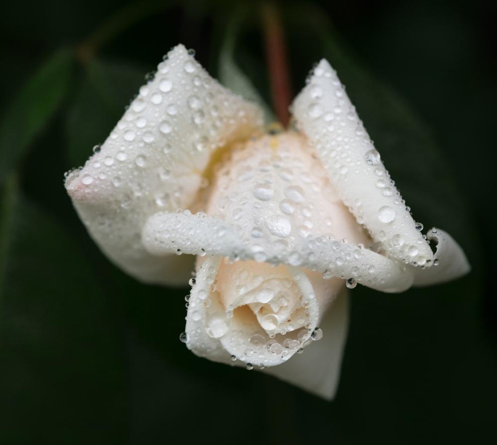 Valkoinen ruusu kastepisaroilla